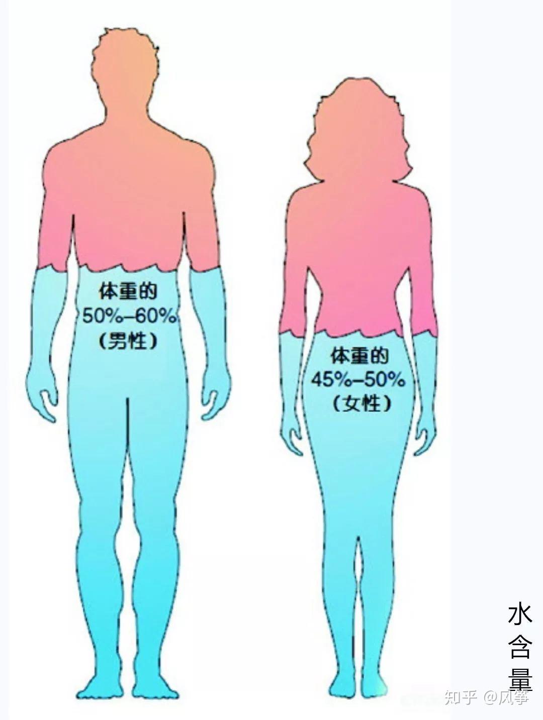 其实我们人体本身不缺水,水占人体约50-60%,男人女人都是水做的.