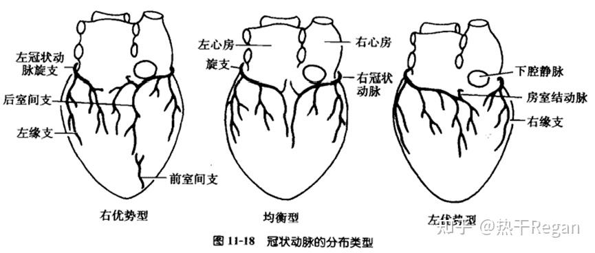 心血管的系統總結s2e3冠狀動脈