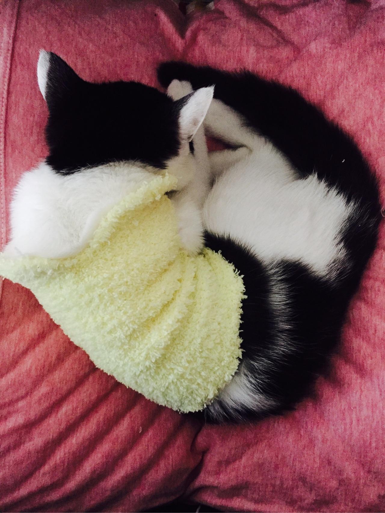 养一只不粘人的猫是什么体验? - 知乎