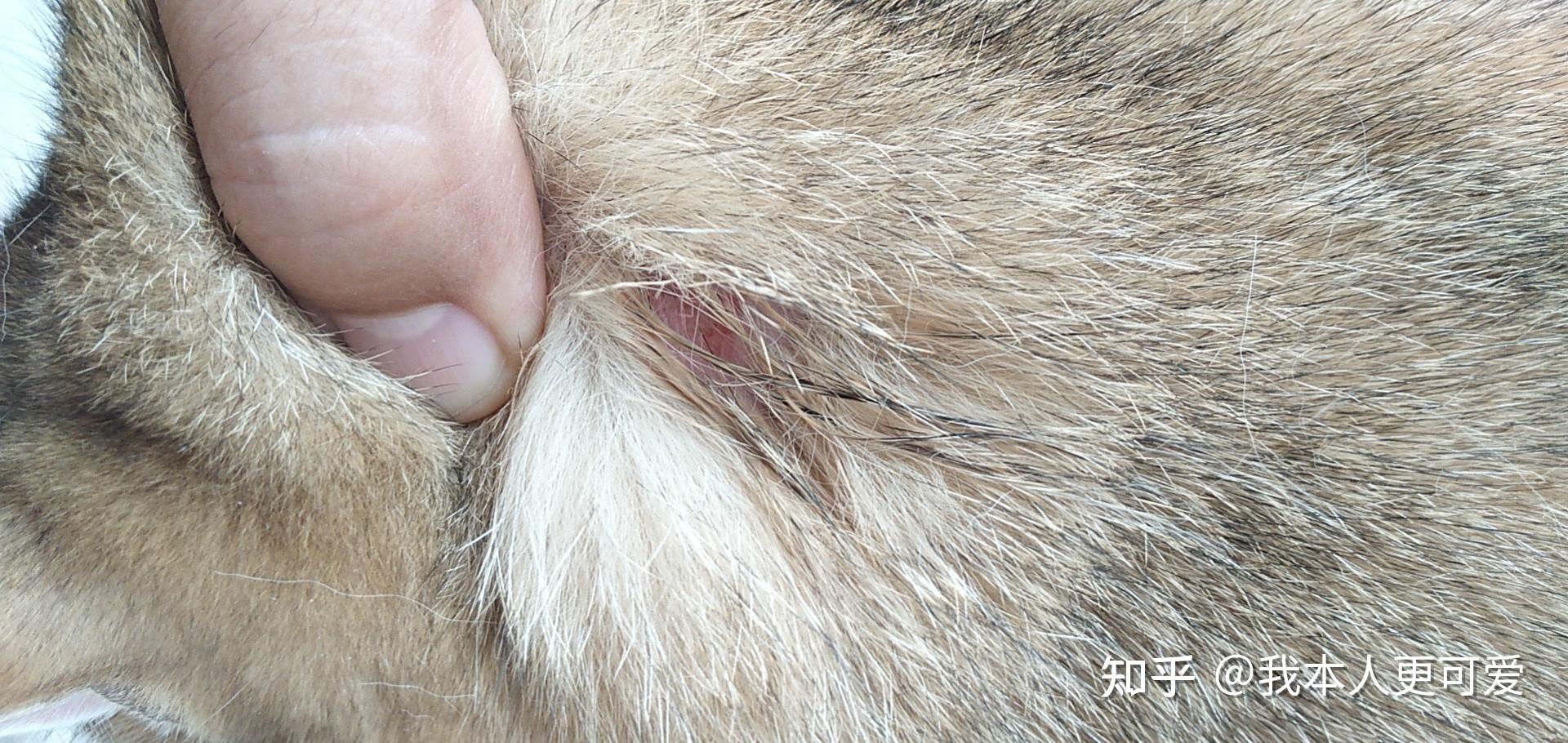 猫细菌球菌感染皮肤病治疗过程