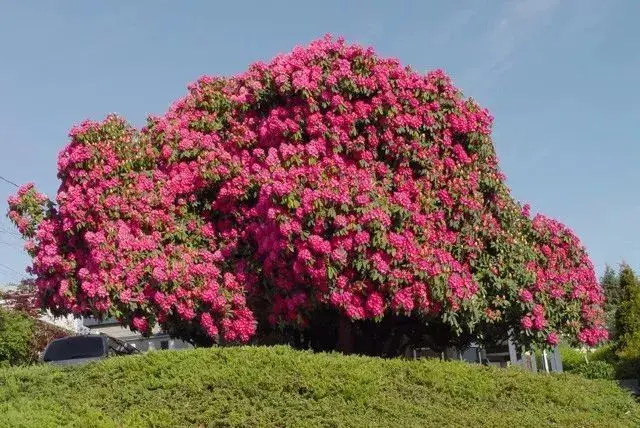 最大的长寿花树图片
