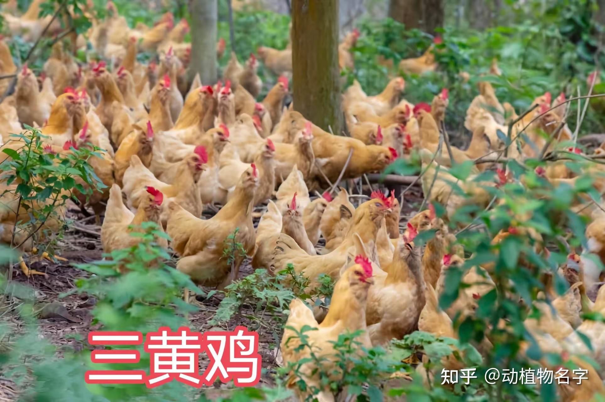98图带你走进家鸡的世界,家鸡大全第二篇 - 知乎