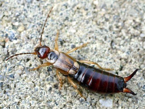 谁能看看这个是什么虫?