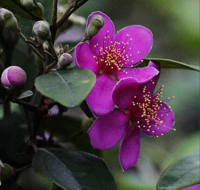 小时候经常能在山上见到的野果,口感酸甜价值高,如今不多见了