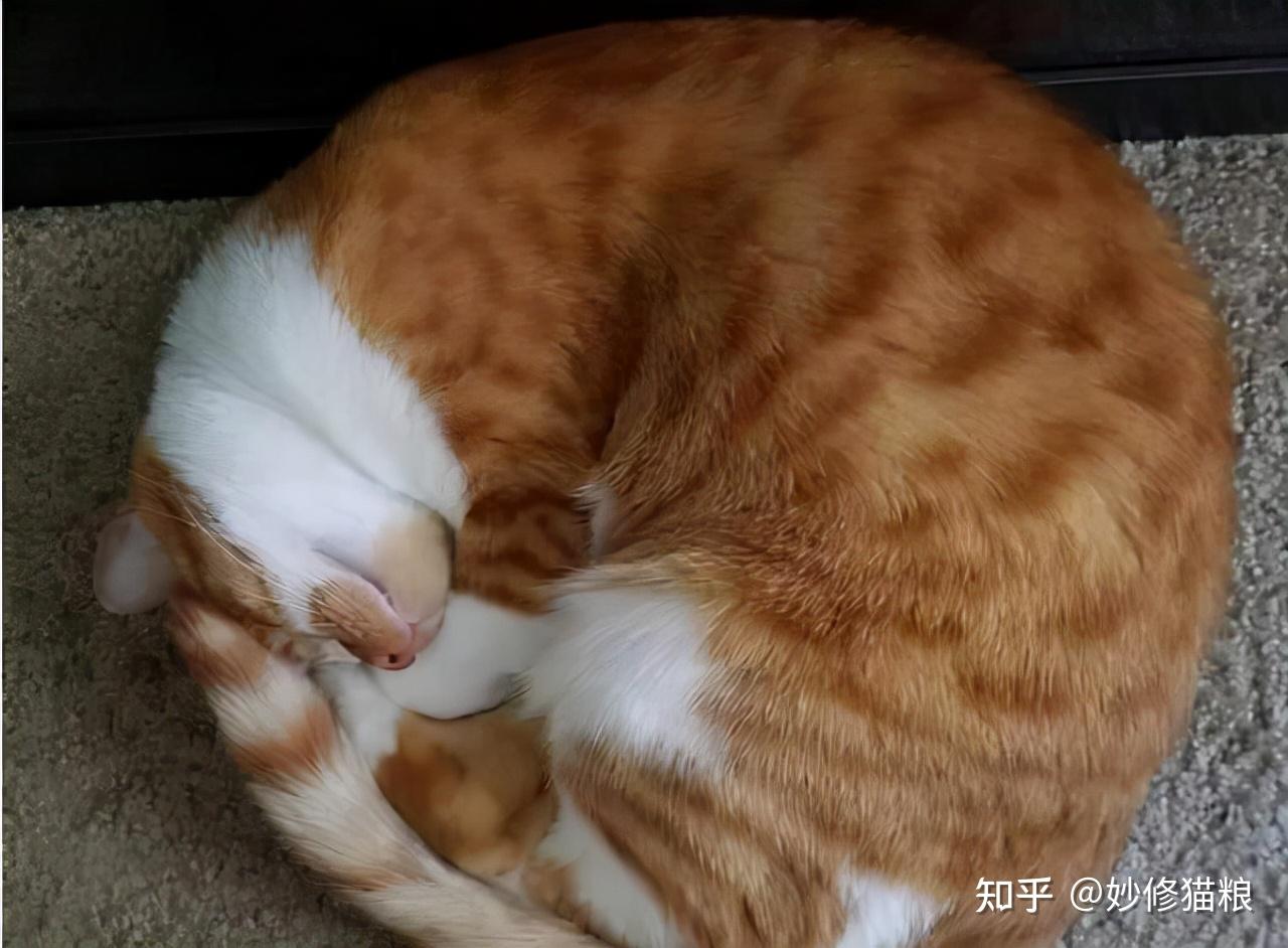 原来橘猫的睡姿,代表了它的"性格",网友:好准啊!