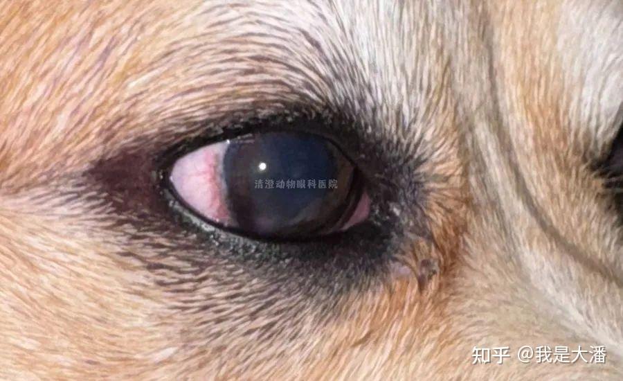 (南宁案例)狗狗干眼症继发角膜溃疡,滴药治疗痊愈 - 知乎