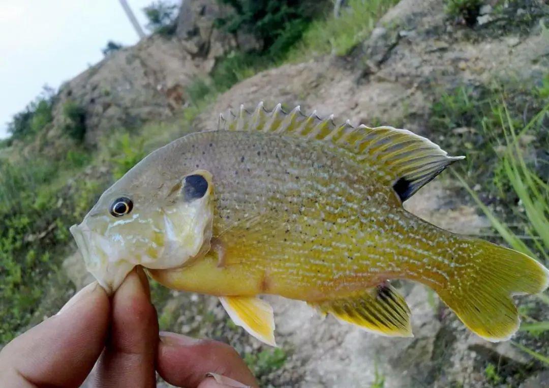 四川惊现外来物种太阳鱼半小时钓二三十条会引发成灾吗