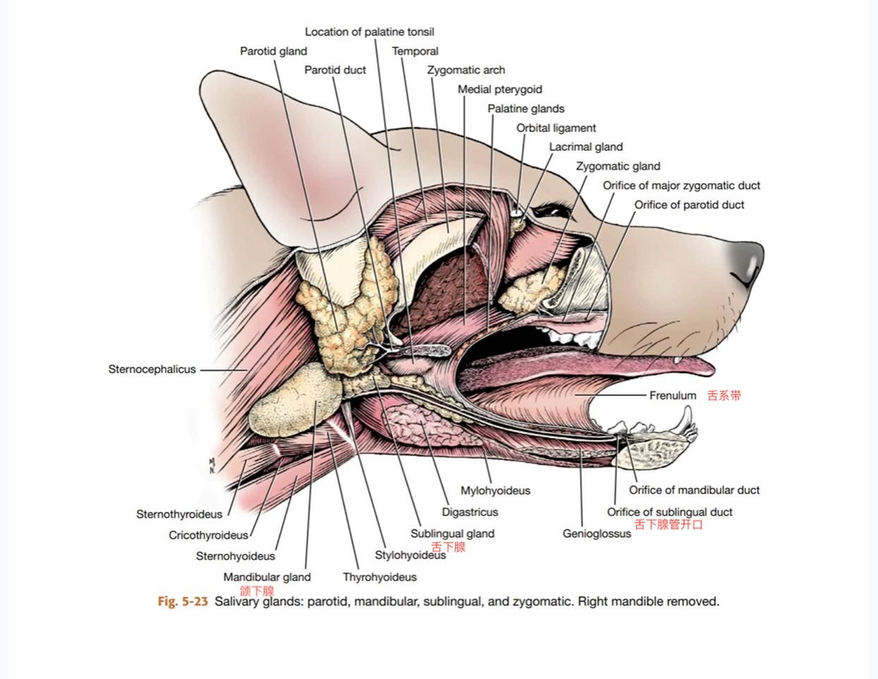 一例犬颌下腺囊肿的外科治疗病例分享 - 知乎
