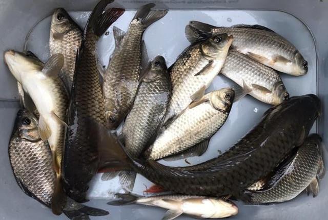 掌握几款钓鲫鱼鲤鱼的饵料配方春天钓鱼不空军