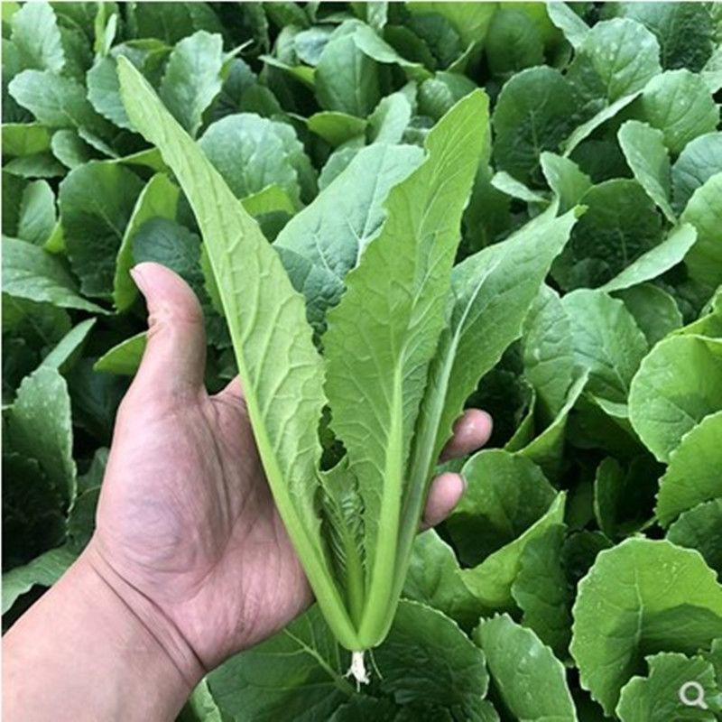 青梗小白菜