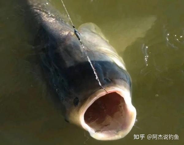 垂钓鲢鳙鱼的最全技巧! - 知乎