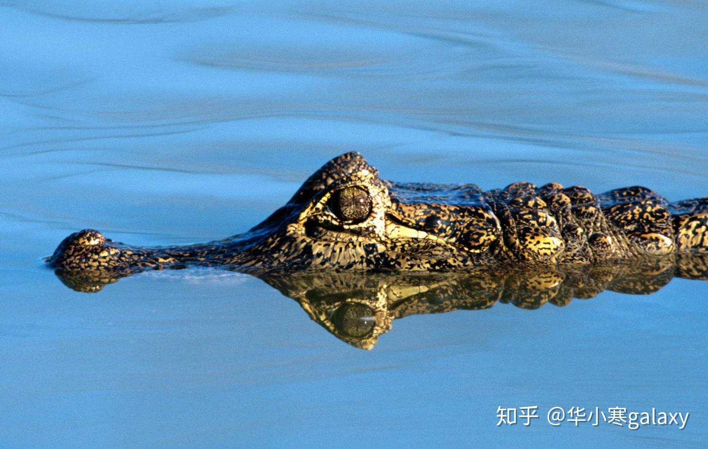 锥吻古鳄躲过了大规模的捕猎却逃不过水体污染