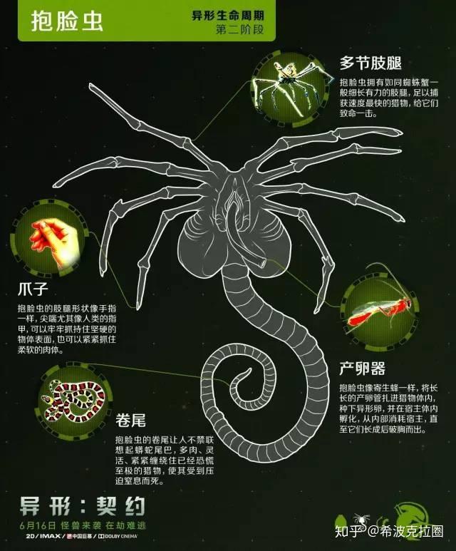 异形:你所不知道的解剖知识 - 知乎