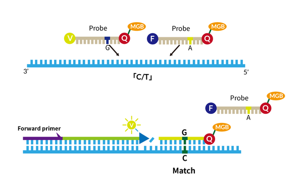 详解修饰引物/探针—MGB探针 - 知乎