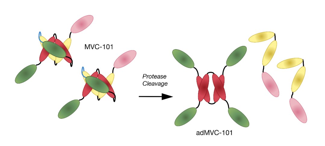 武田製藥收購mavericktherapeutics獲得cobratm雙抗技術