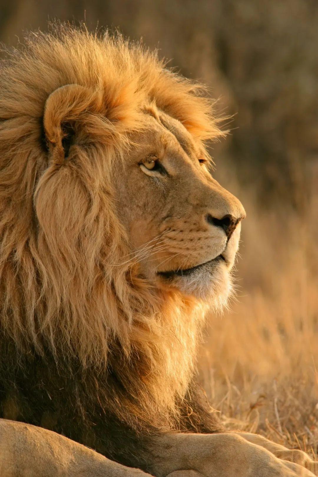 在聊这个话题前,我们来看看动物界,狮子王的电影大家都看过,它统治着