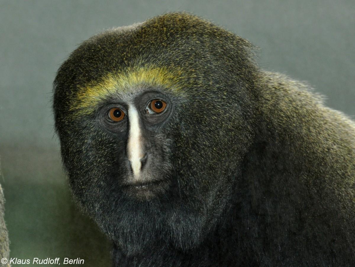 rhinostigma(cercopithecus)lomamiensis,lesula guenon(monkey)明枭