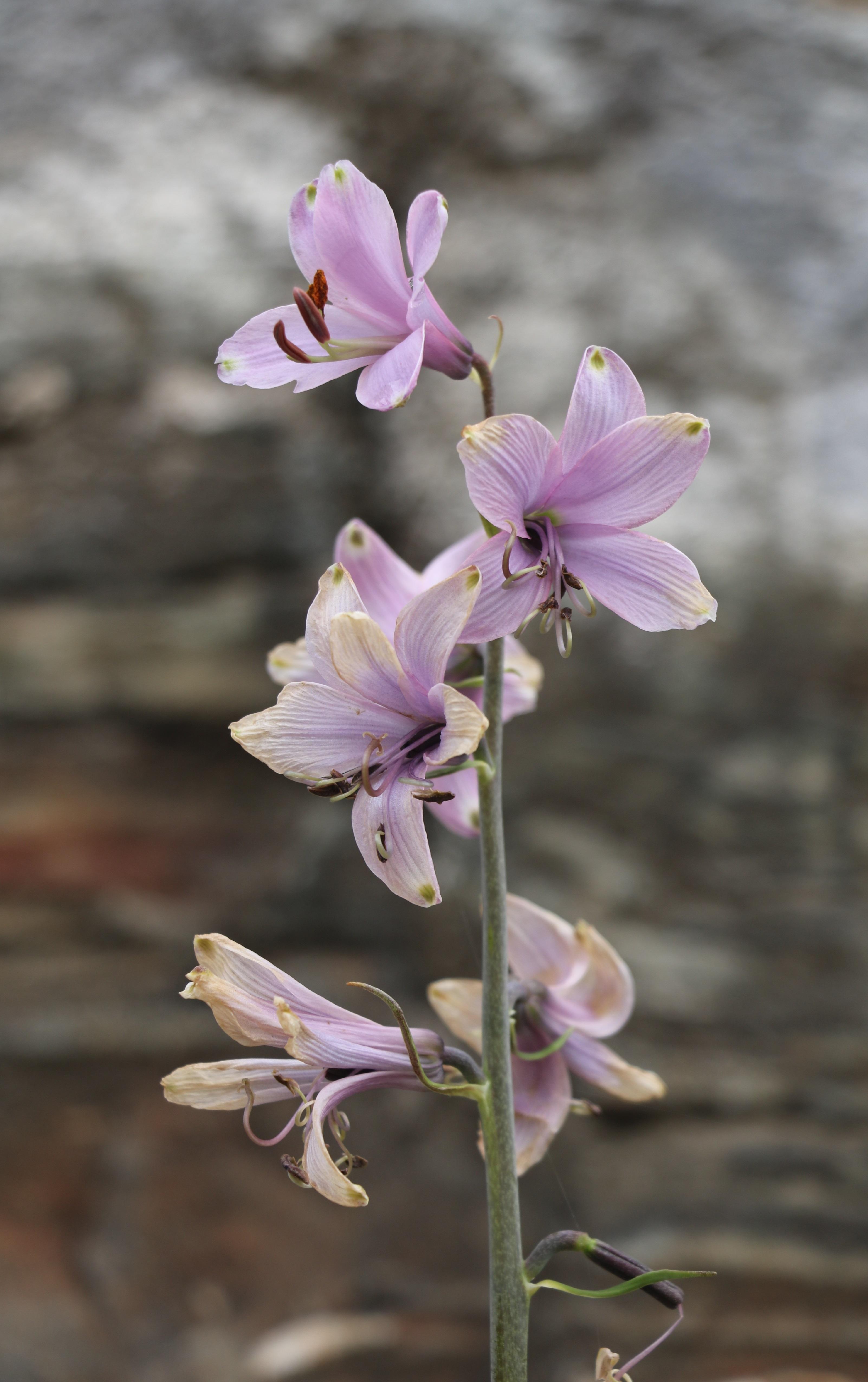 走近看才发现是一株百合,在这色彩纷呈的环境里,匍茎百合总能先声夺人