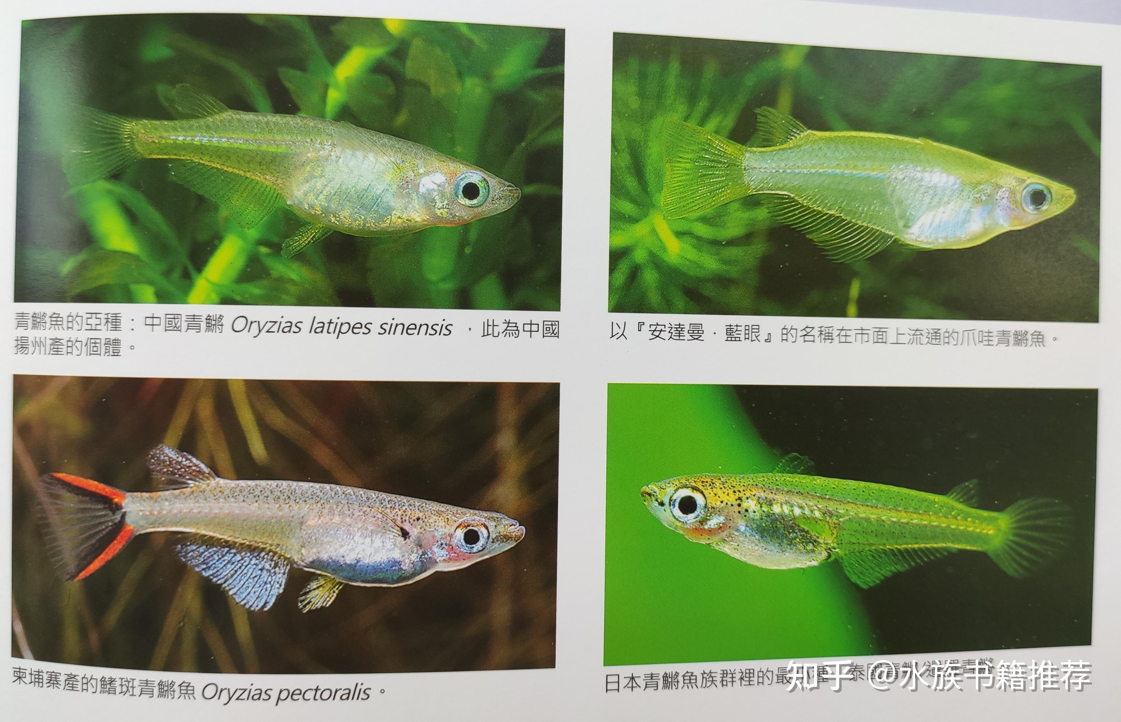 水族书籍推荐之《青鳉鱼完全饲养手册》 - 知乎