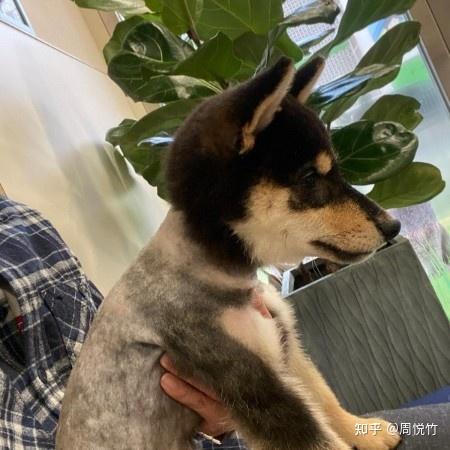 我听说过剃毛后的柴犬很难再长毛,或是长的毛会不浓密,颜色也会变