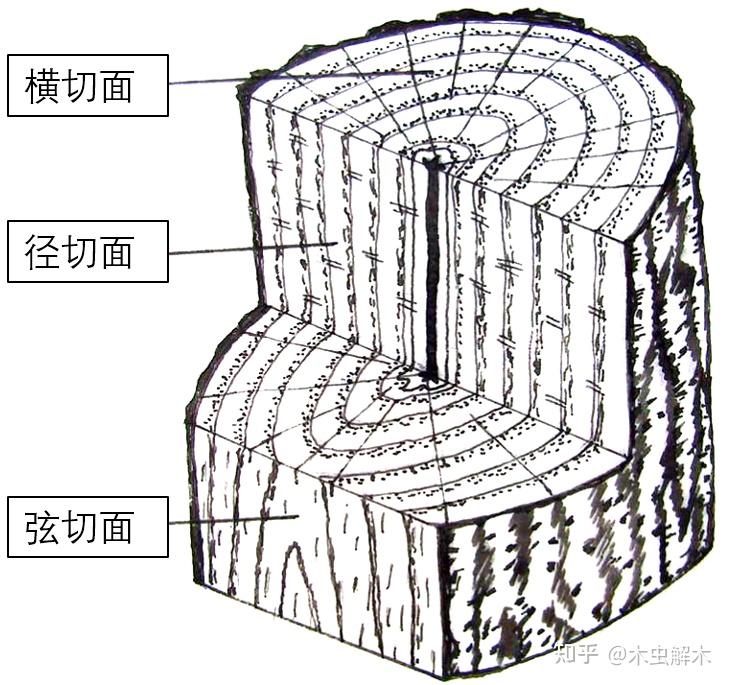 木材识别基础（一）——三切面 - 知乎