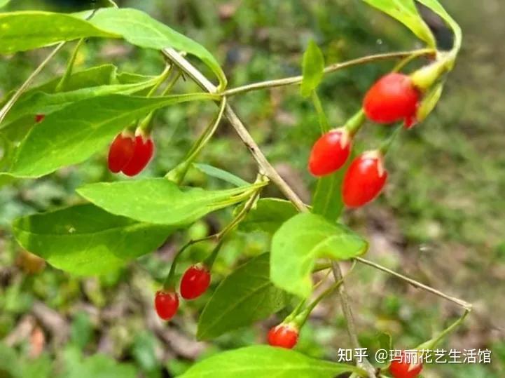 枸杞盆栽怎么养?3种繁殖方法易生根,选对深浅花盆很重要 - 知乎