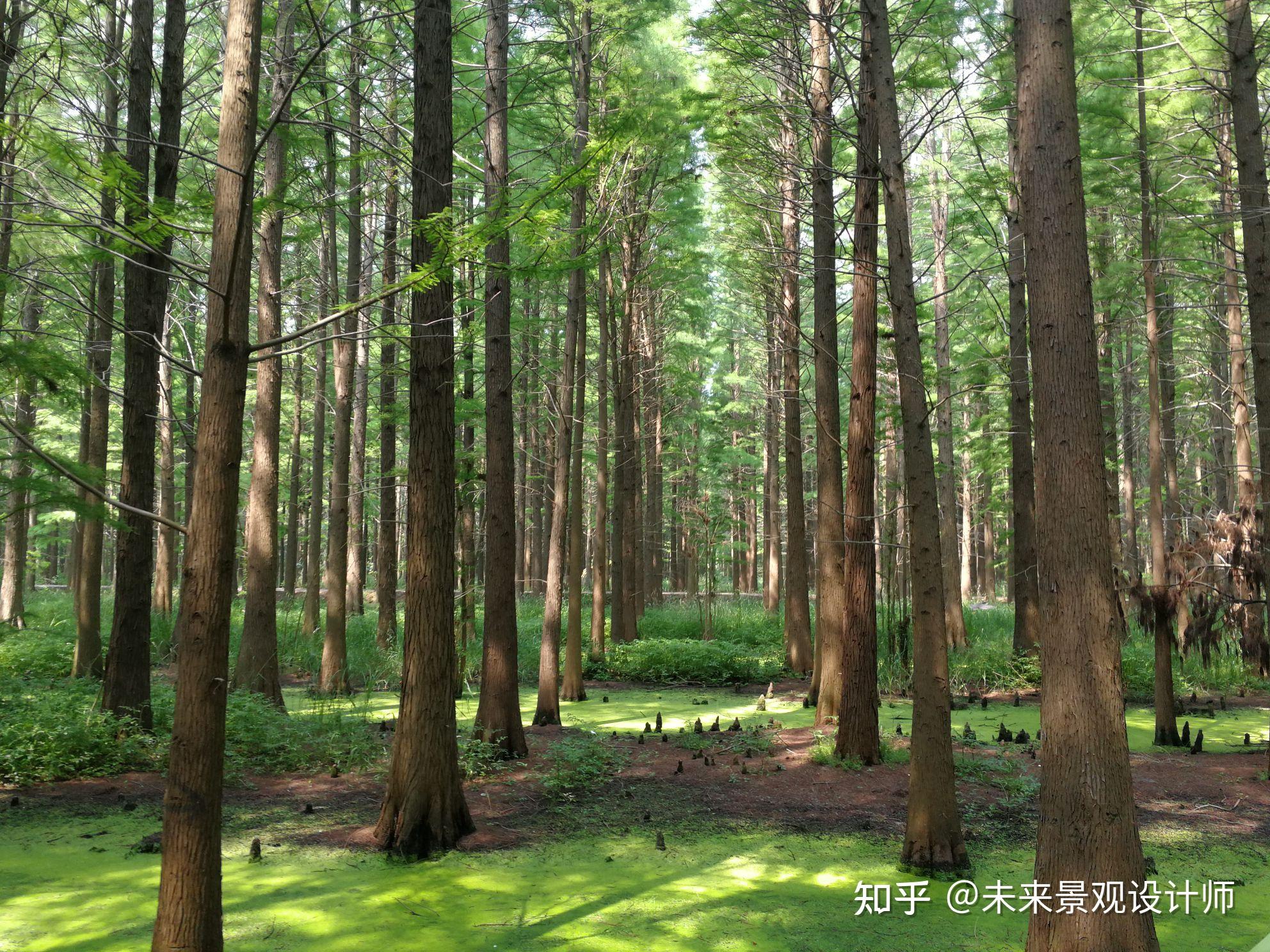 简单三步法快速区分水杉