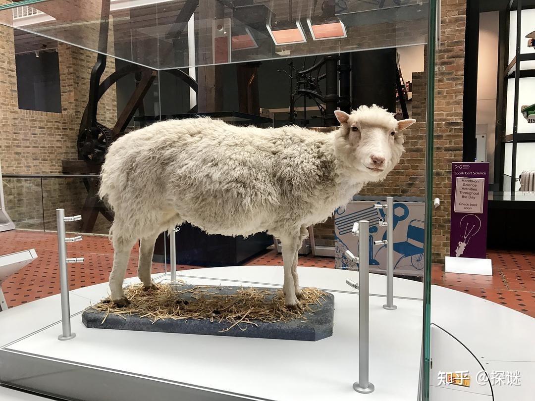 为何科学家很少提克隆了?克隆羊多莉短暂的一生,就是最好的答案