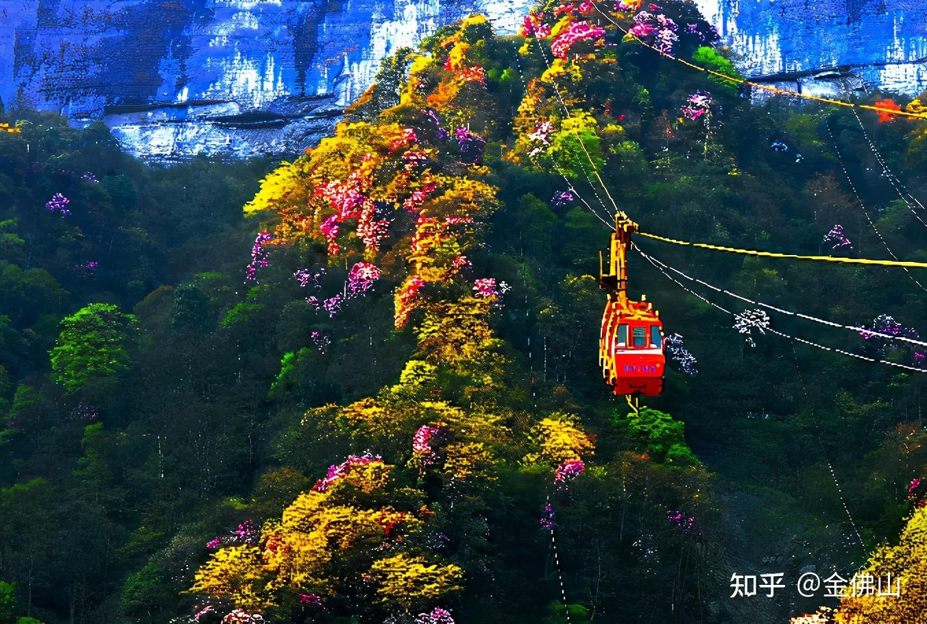 金佛山春天的美景图片