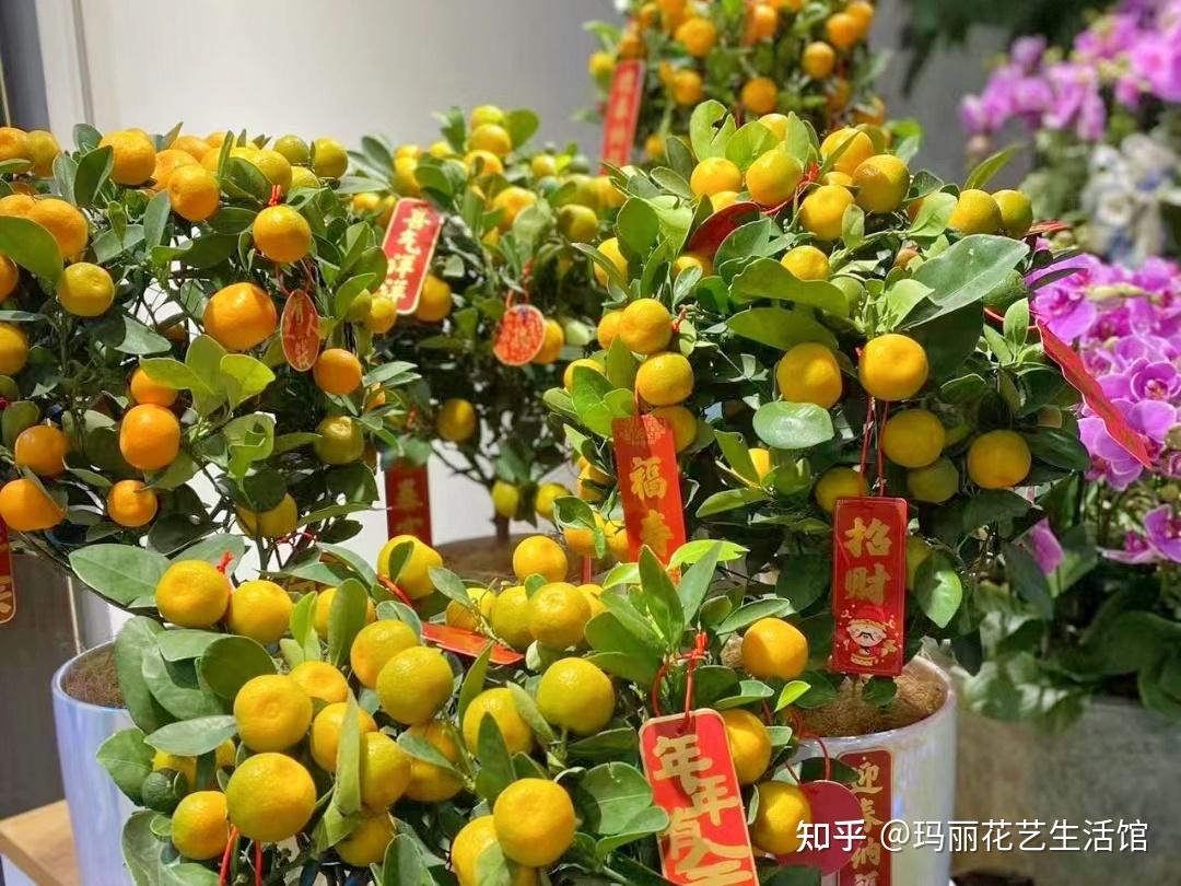 盆栽桔子树怎么养才能结果? - 知乎