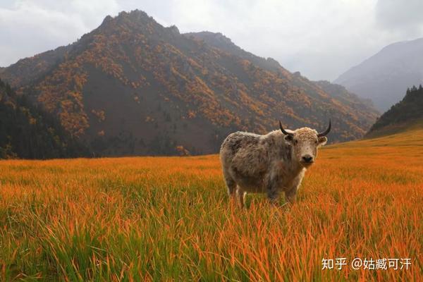 【地理】为什么凉州必须凉凉？ - 知乎