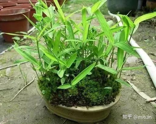 竹类植物识别图鉴（超全），值得珍藏！ - 知乎