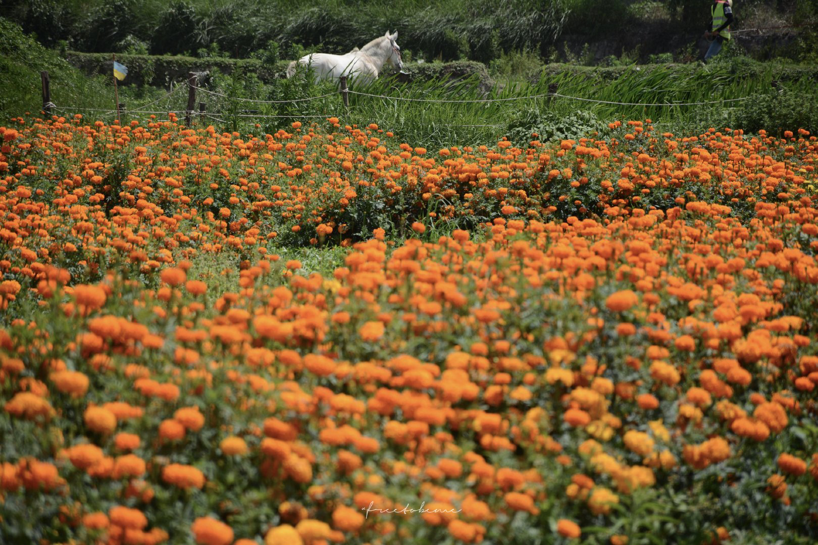 求好看的横屏花海pad壁纸? - 知乎