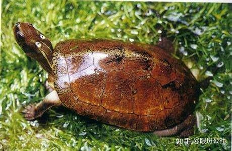 新手养眼斑龟冬天注意水位不可过低深水养龟都有哪些好处