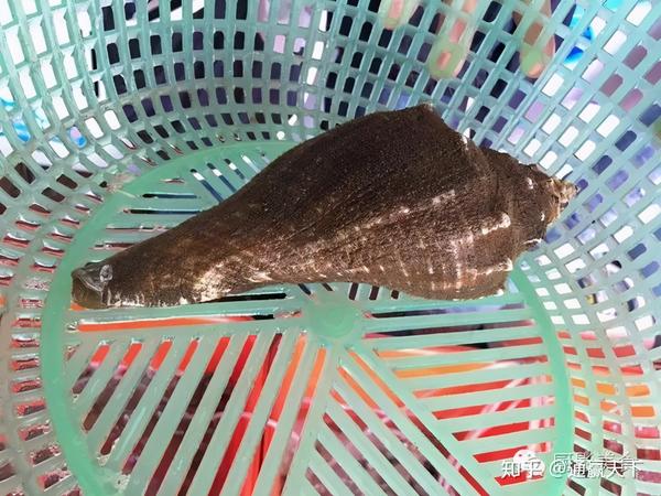 著名螺类食材大全，你吃过几种呢？ - 知乎