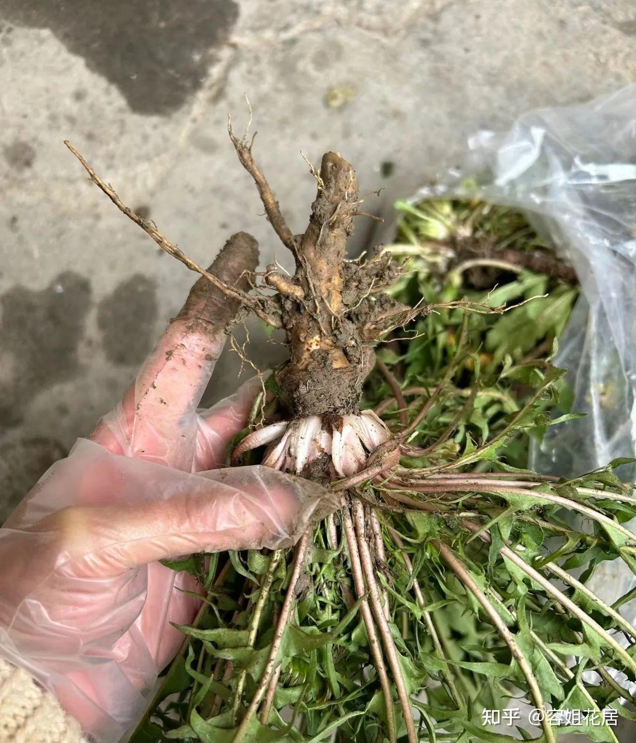 路边野菜"蒲公英",回家栽花盆里,秒变别人"买不起"的样子