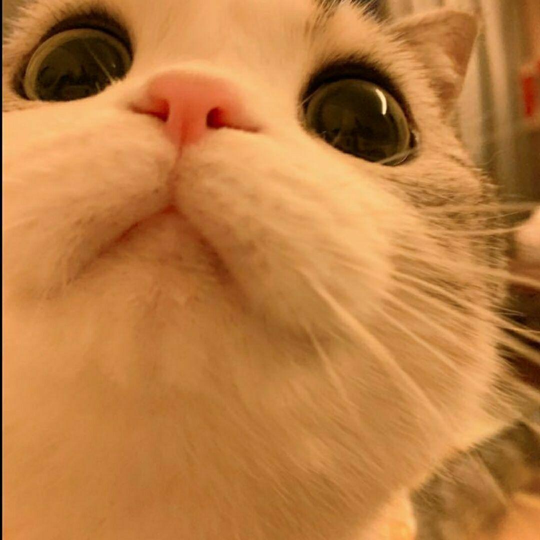 在朋友圈发猫的图片应该配什么文案? - 知乎