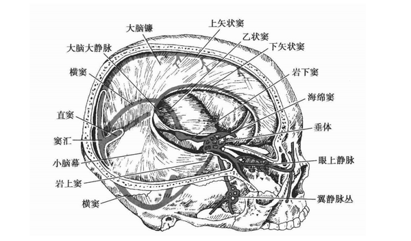 【必学精要】脑的应用解剖 - 知乎