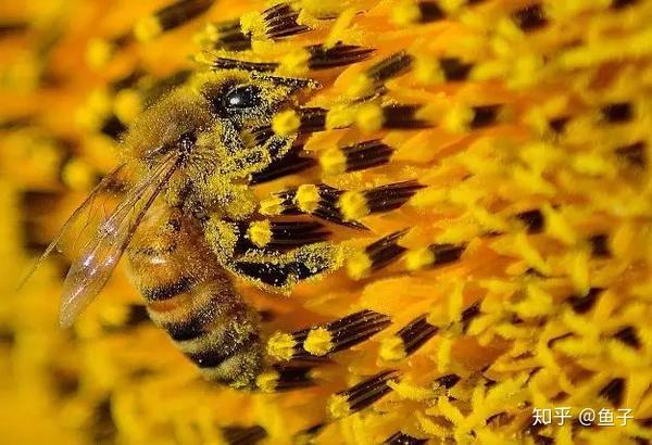 养花多年 竟然不知道花粉的妙用和采集方法 知乎 养花多年 竟然不知道花粉的妙用和采集方法 知乎