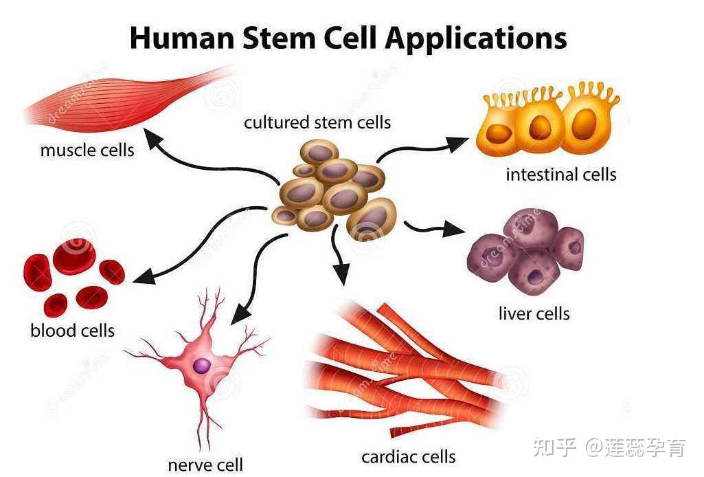 干细胞治疗卵巢早衰患者的福音