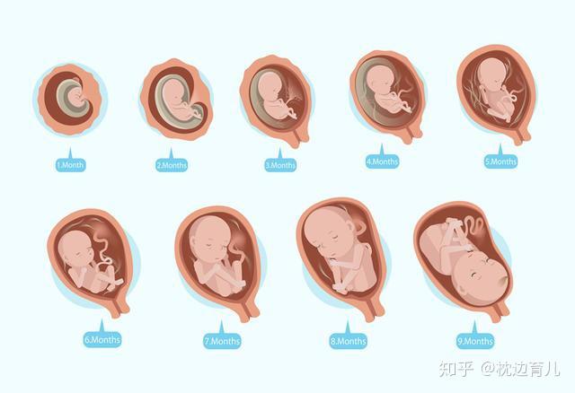 female-reproductive-structures