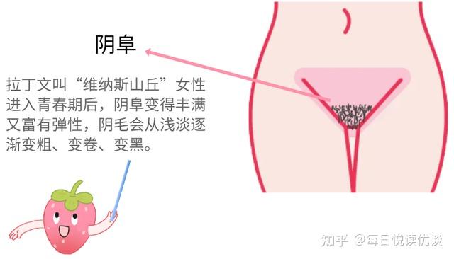 旁边器官图片