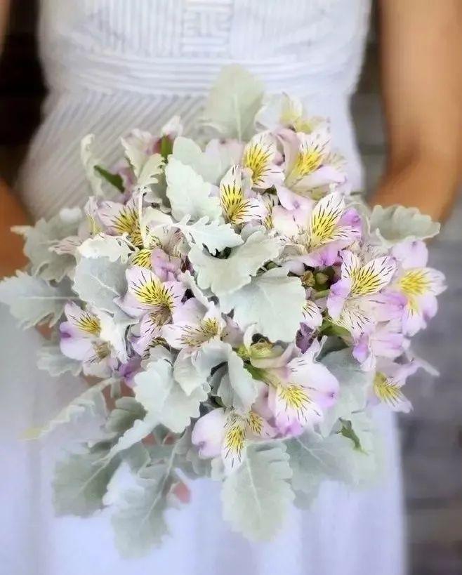 植库夏季的雪精灵银叶菊你值得拥有