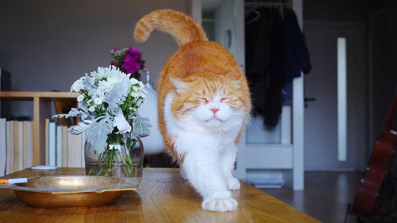 大家有没有这只橘猫的表情包