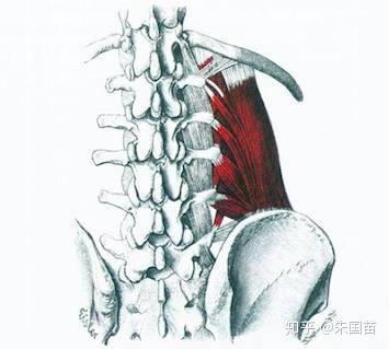 腰方肌 脊近完美 知乎