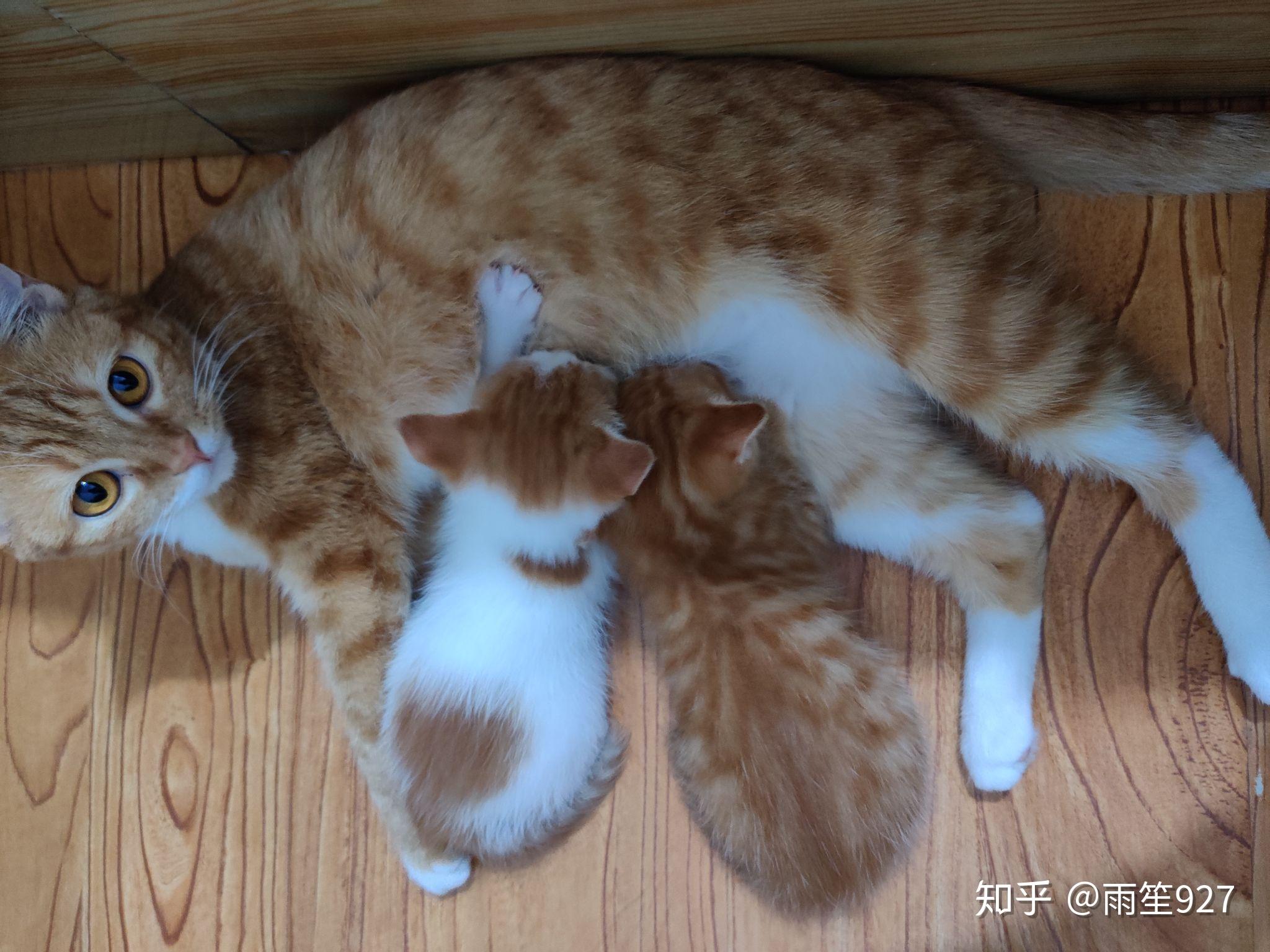 带一只猫去体检要看查什么项目,花多少钱?