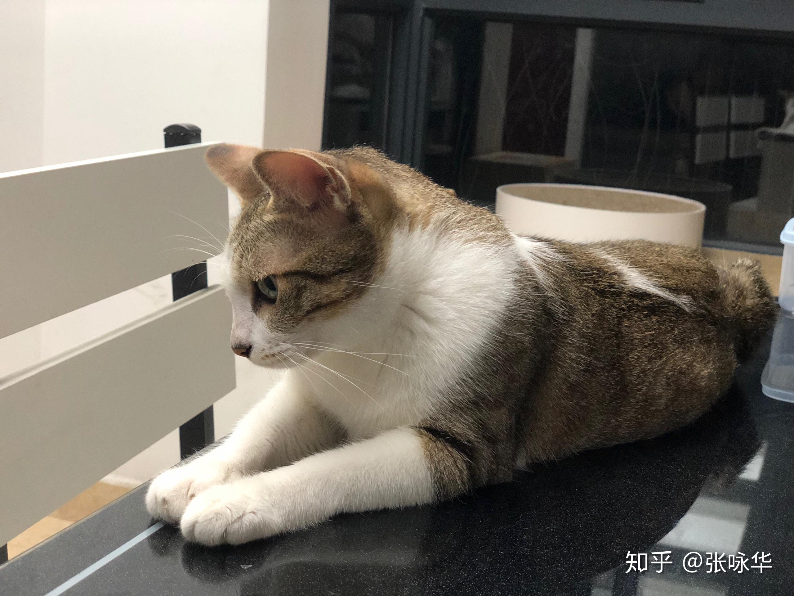 猫在家里找不到了怎么办?