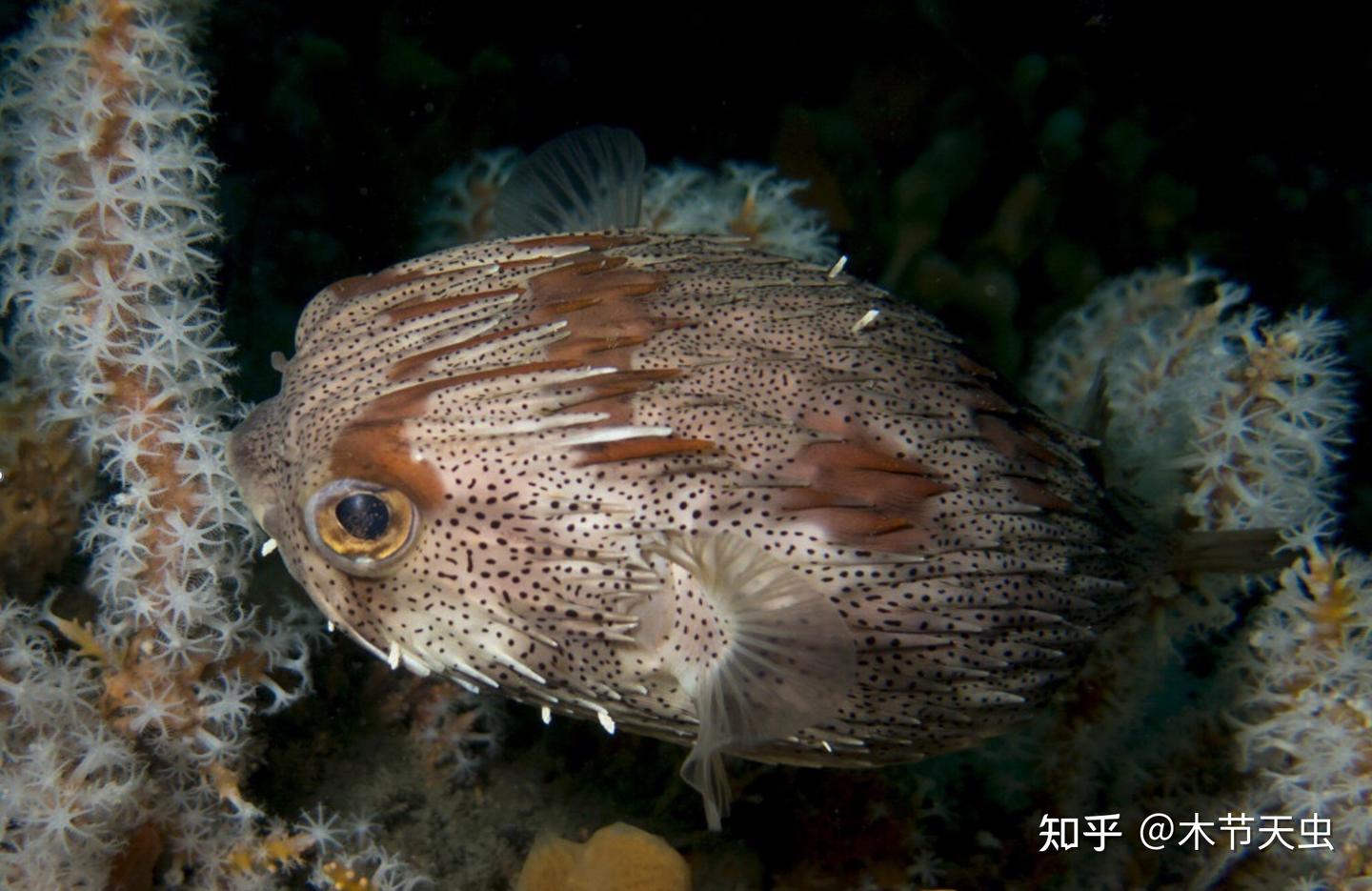 【鲀形目的演化史·其一】刺鲀,箱鲀,河鲀,鳞鲀 - 知乎