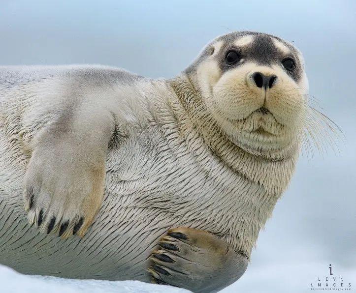 海豹有撮大胡子(作者:鲯鳅君) - 知乎