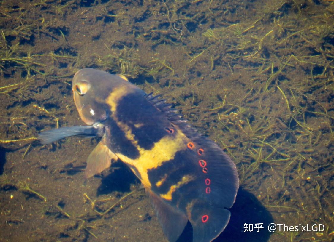 說一些關於地圖魚的圖麗魚屬astronotus